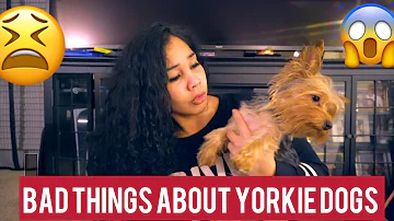 Do Yorkies like being held?