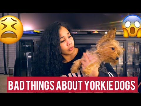 12 BAD THINGS ABOUT YORKIES - MUST WATCH!!