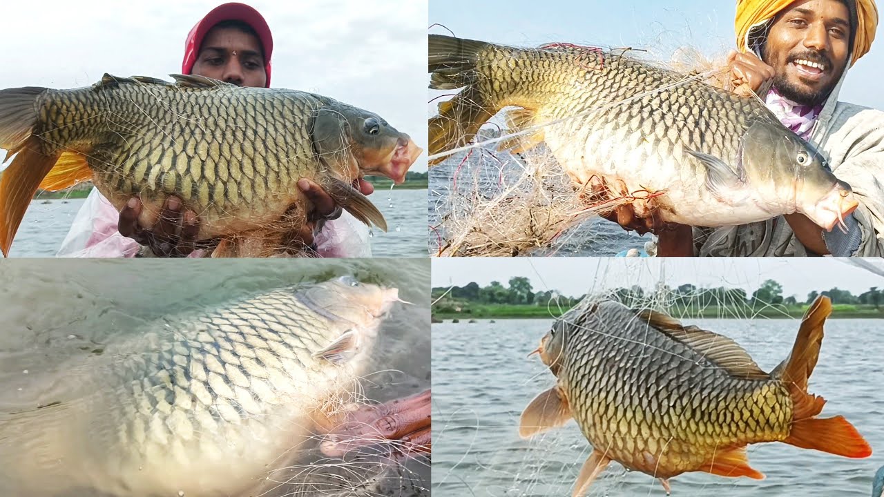 fish video, carp fishing, net fishing