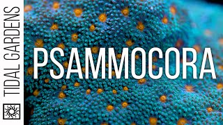 Psammocora Coral Care Tips