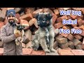 Baghyari puppy free melay gee apko  punjabi shok vlogs