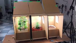 Continuous supply GrowBox with plants !