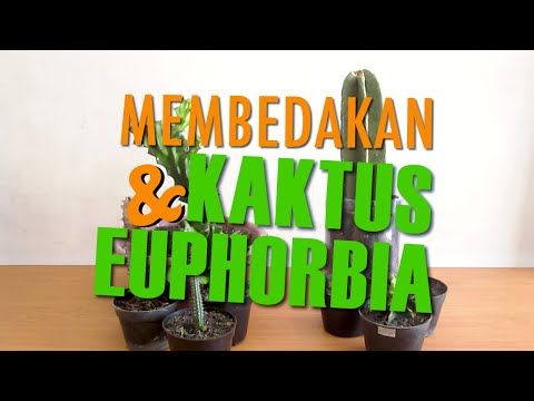 Video: Tiga Perbedaan Antara Euphorbia Dan Kaktus