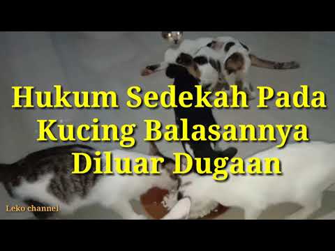 Video: Memberi Makan Kepada Kucing Anda Jumlah Yang Betul Untuk Mencegah Kegemukan