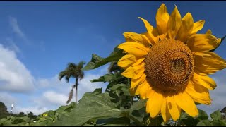 安全地帯 ひとりぼっちのエール 安座間サンサンビーチHitoribotti no yell 名曲 Anzenchitai