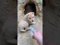 A Melissa é muito sapeca ! #shorts #animals