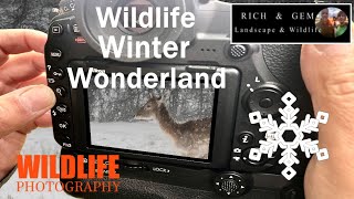 Wildlife Winter Wonderland | Rich And Gem Landscape And Wildlife Photography