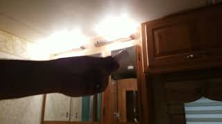 Kohree 1156 Vanity Light Bulb Replacement 20-99/1141/BA15S @DonBrandt