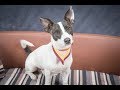 Tisa - Rat Terrier - 3 Week Residential Dog Training at Adolescent Dogs