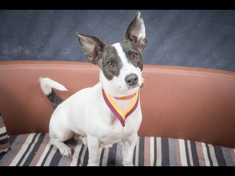 tisa---rat-terrier---3-week-residential-dog-training-at-adolescent-dogs