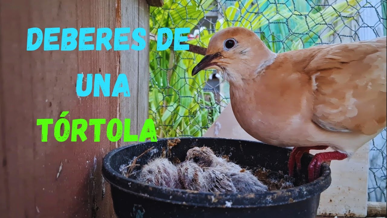 DEBERES DE UNA TÓROTLA (