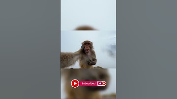 Monkey Vlogs in Darjiling | Part 2 | #monkey #vlog  #veo3 #shorts #ai