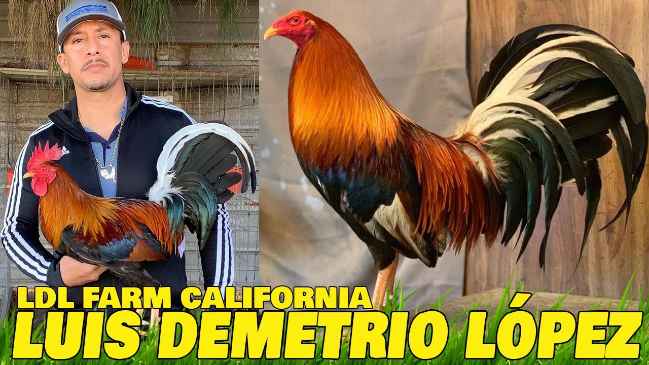Beautiful Birds LDL GALLOS FARM Luis Demetrio Lopez