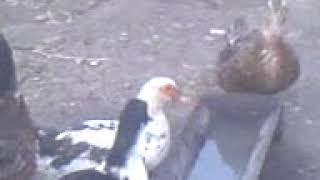 Хозяйство 2008 год Хозяйство 2008 год