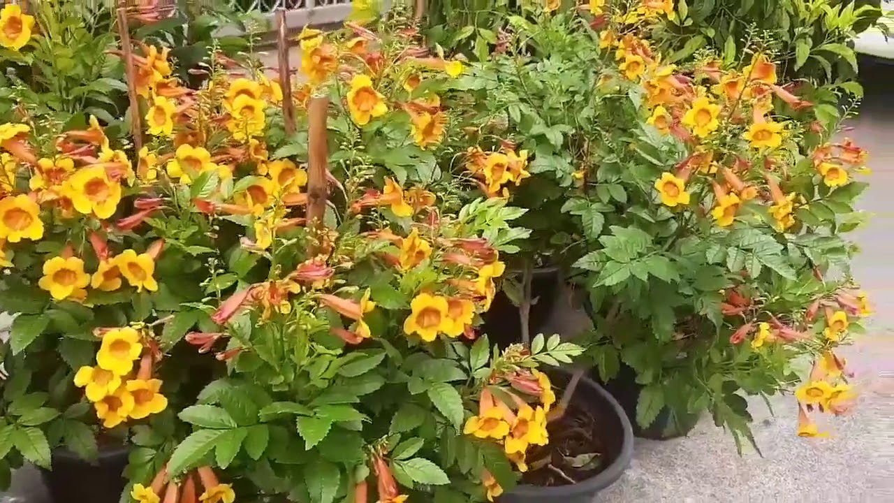 莎莎目前照顧的植物 第2頁 隨處拍拍 台灣颱風論壇 防災資訊 颱風 地震 天氣即時掌握 手機版 Powered By Discuz