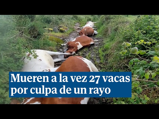 Mueren 27 vacas a la vez en Pontevedra por culpa de un rayo - YouTube