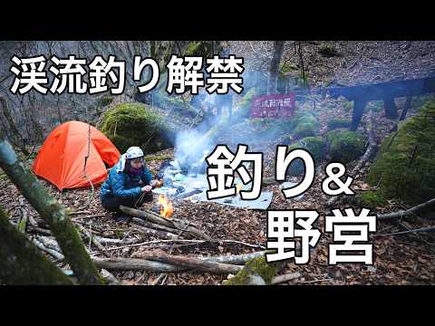 【渓流解禁2026】極寒の源流へ。巨大な影を追い求めた1泊2日の釣り野営