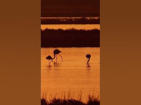 Фламинго на Атанасовско езеро по изгрев. Видео: Ирина Матеева - YouTube