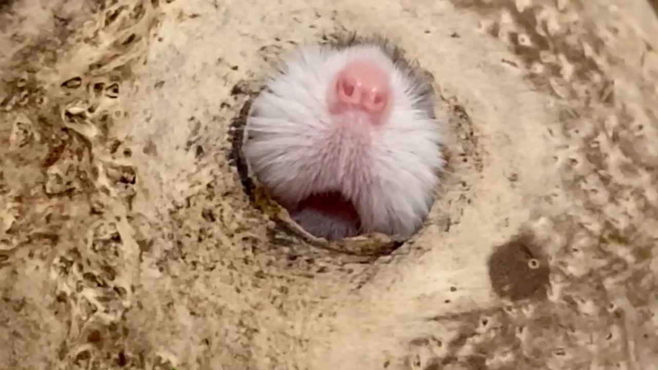 Cutest hamster nose ever ������ - YouTube