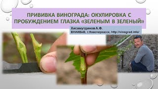 Прививка винограда - окулировка с пробуждением глазка "зеленым в зеленый", Хисамутдинов АФ