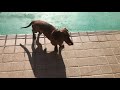 犬に異変が… 病院に行く　老犬ラルフ
