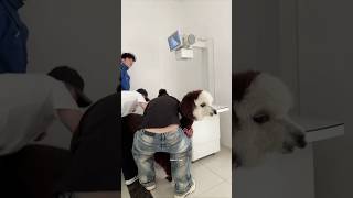 He Tried to Deliver a Baby Llama… You Won’t Believe What Happened Next!