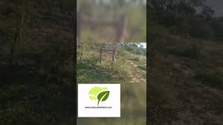 Campo ganadero en Huritu Huasi: departamentos Figueroa-Sarmiento, Santiago del Estero. Argentina.