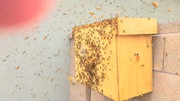 Swarm Trap Capture May 2022 Part 2