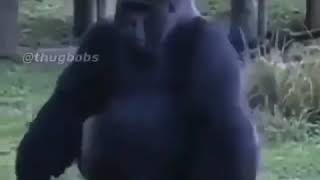 Gorilla Throwing Gang Signs
