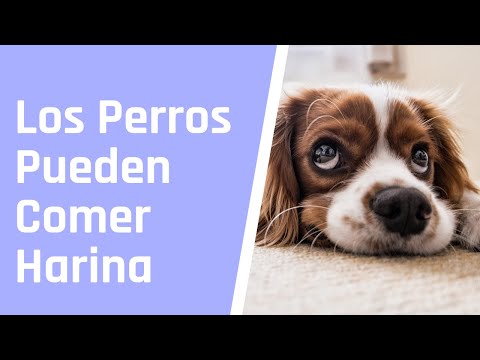 Video: ¿Qué tipo de harina es bueno para los perros?