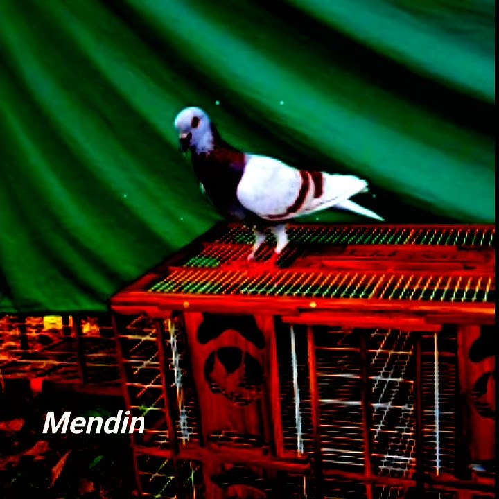 Story wa terbaru 2020  Burung merpati kolong.)