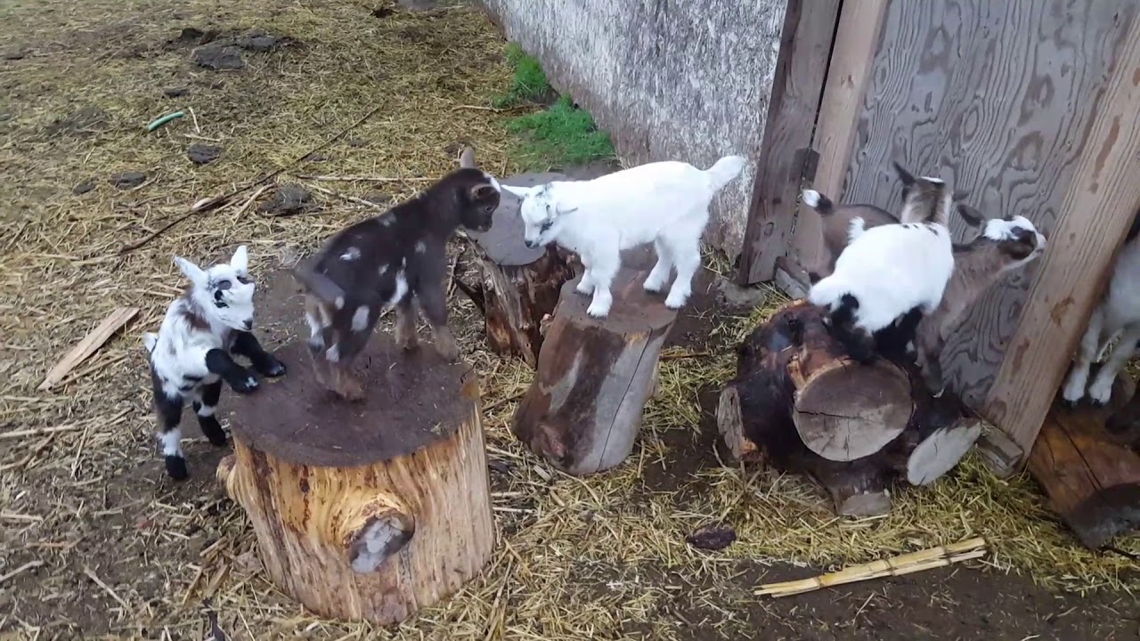 Baby Nigerian Dwarf Goats Playing 