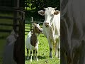 Mandi ka sab se gareeb banda#comedy #funny #memes #animalcomedy #desi #cow #viral #pakistan