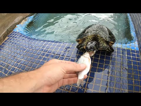 Video: ¿Los peces comen tortugas?