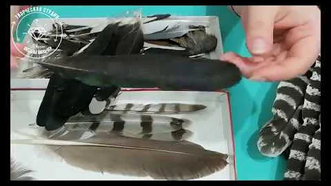 Разглядываем перья от разных птиц