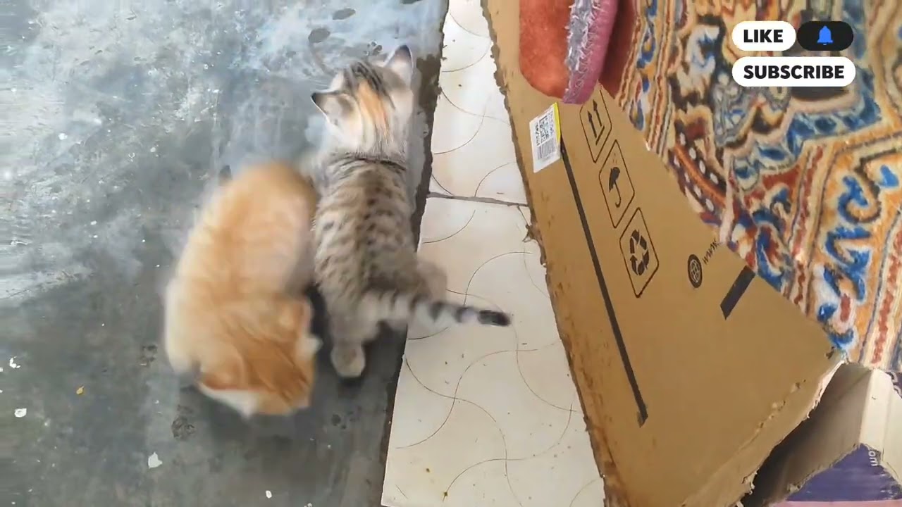  Relaxing Video | kittens cute cats