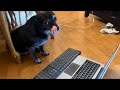Hi I’m Bear Bears Ep. 3: Dog Goes To Work