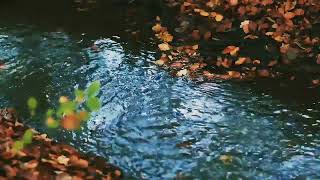 Beautiful Relaxing Music with Bird Sounds | Small Stream Sounds | Water Sounds