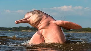 IL DELFINO ROSA DELLE AMAZZONI
