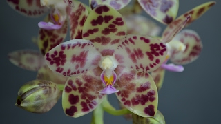 : Phalaenopsis gigantea