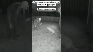 Защитная реакция собаки #ai #dog