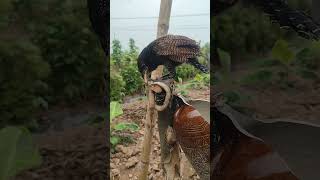 coabra - 독수리가 코브라를 잡다 #snake #cobra #독사 #닭을