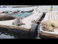 Wild Sea Lions & Seals in Santa Barbara. Lil Toot boat ride