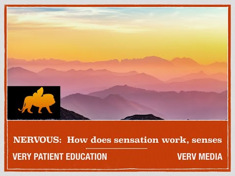 VERY PATIENT EDUCATION NERVOUS:  Explain sensation and the senses, physiology of the nervous system