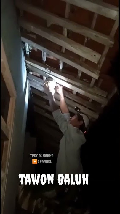 eksekusi sarang tawon baluh tanpa pelindung
