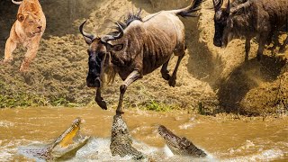 神は奇跡の力を与える - ヌーはハンターを倒して生き残る