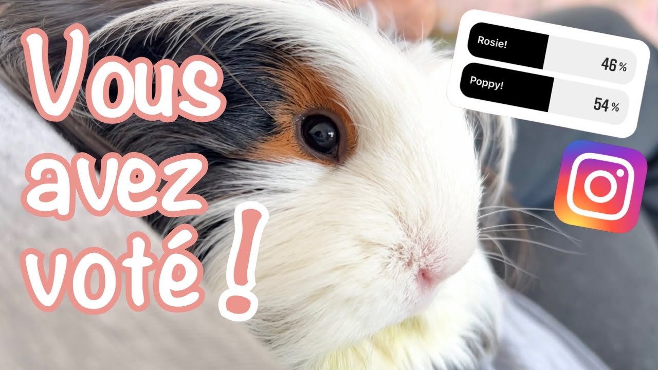 Mes abonnés Instagram contrôlent ma journée! - Édition cochon d’Inde