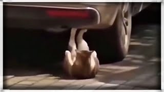 Cat does sit ups underneath car