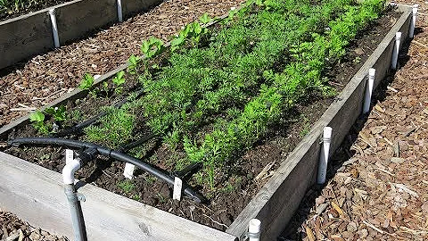 How to Plant Cool season Crops: Everyone Can Grow ...