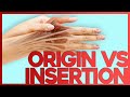 Origins insertions actions and innervations explained  corporis